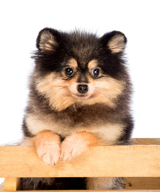 istock Pomeranian on wooden box 811953294