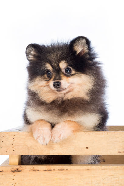 istock Pomeranian on wooden box 811953346