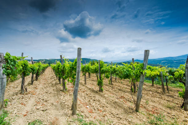 istock Traditional coutryside vineyards in Croatia 811961040