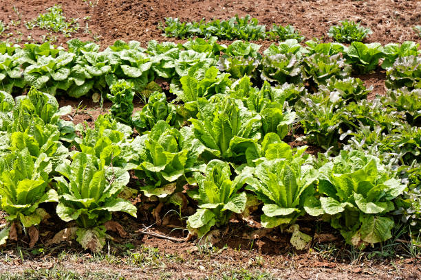 istock vegetable garden salad plants 811964198