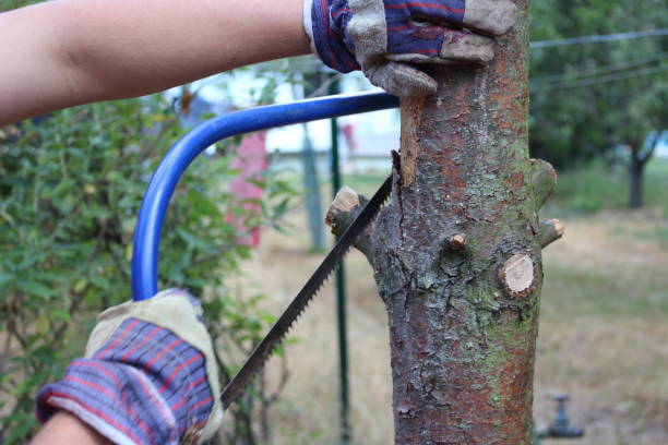 istock Closeup pruning a tree in a garden 811981080