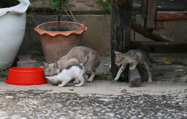 istock Cat and kitten are eating Thai food. 811981162