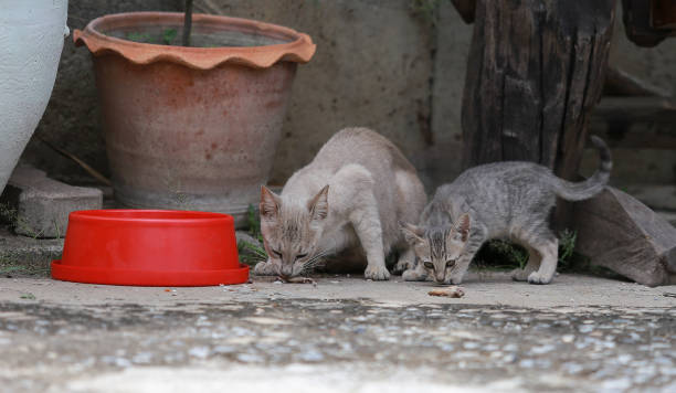 istock Cat and kitten are eating Thai food. 811981208