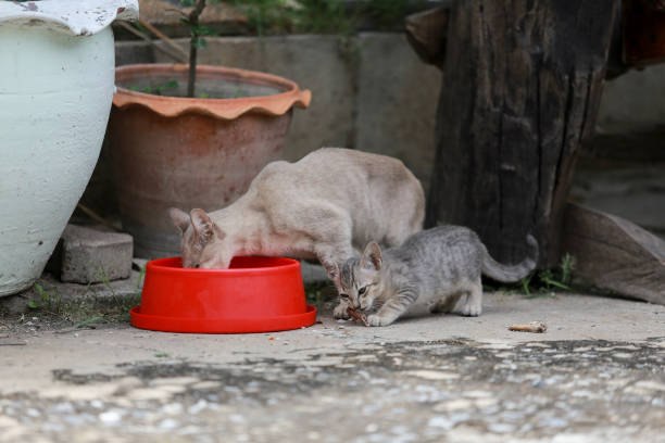 istock Cat and kitten are eating Thai food. 811981216