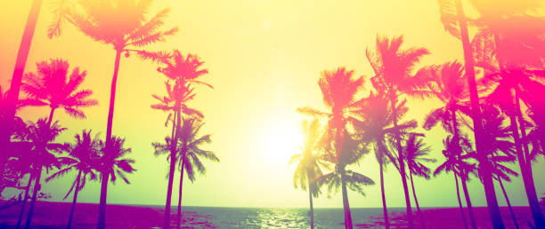 istock palm trees silhouette on sunset tropical beach 811987680