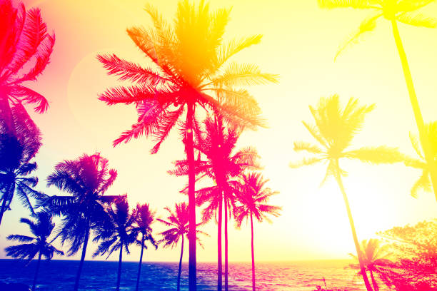 istock palm trees silhouette on sunset tropical beach 811987684