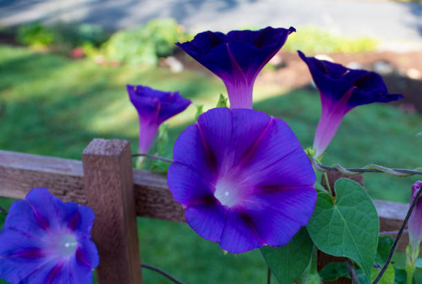 On the fence Bunch of Morning Glories opening up in a shady spot on the deck. morning glory photos stock pictures, royalty-free photos & images