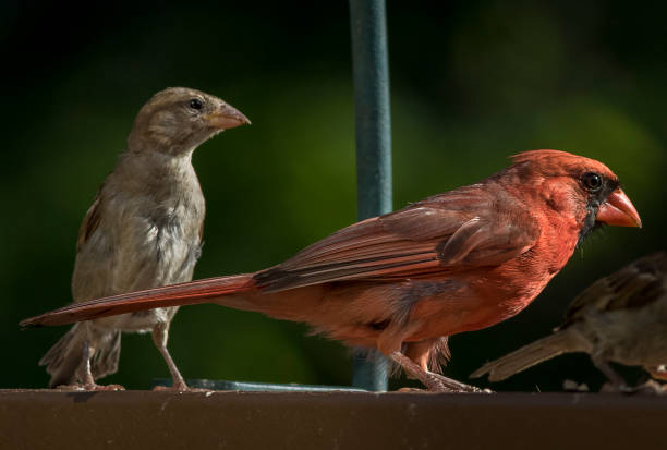 Backyard birds Northern Cardinal and a Sparrow waiting to eat at the backyard bird feeder. iiwi bird stock pictures, royalty-free photos & images