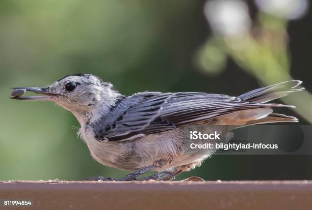 Got A Seed Stock Photo - Download Image Now - Seed, Bird Dropping, Animal