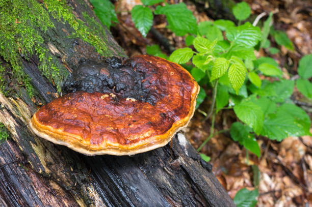 istock Fomes Fomentarius Tinder Fungus 811994892