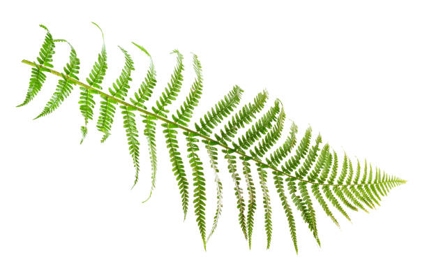 istock Leaf fern isolated on white background. 812013100