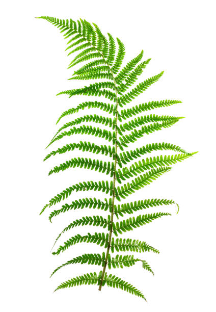 istock Leaf fern isolated on white background. 812013106