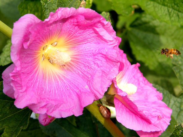 istock Neve Monosson Bee and Pink Hollyhock 2011 812017612