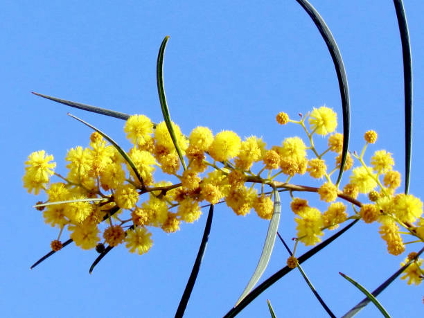 istock Neve Monosson branch of a mimosa 2012 812017692