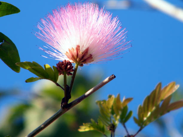 Neve Monosson Calliandra flower 2011 Calliandra flower isolated in Neve Monosson near Or Yehuda, Israel long stamened stock pictures, royalty-free photos & images