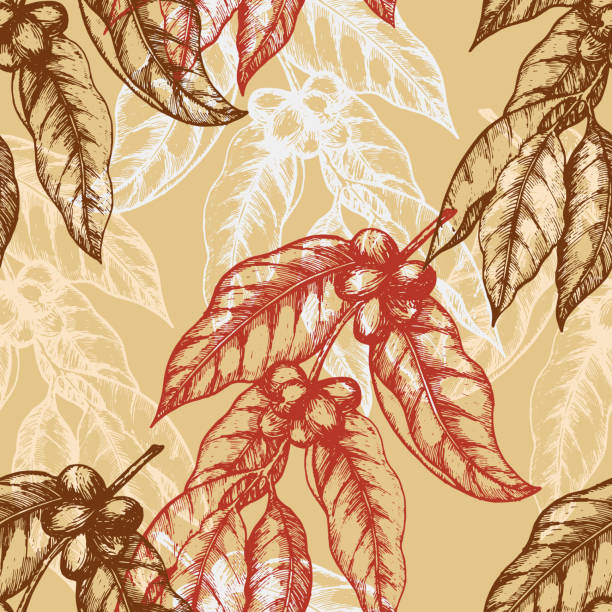 illustrations, cliparts, dessins animés et icônes de sans couture modèle basé sur la gravure illustration de café branches avec des haricots et feuilles. idéal pour café, bars, annonces de café, papier peint, papier d’emballage. illustration vectorielle - backgrounds bean drink caffeine