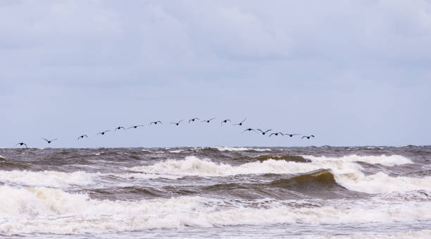 istock Birds In The Sea 812022610