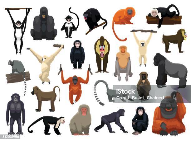 Verschiedene Affen Posenvektorillustration Stock Vektor Art und mehr Bilder von Neuweltaffen und Hundsaffen - Neuweltaffen und Hundsaffen, Menschenaffe, Affe