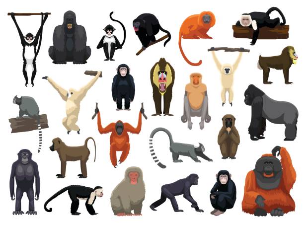 illustrations, cliparts, dessins animés et icônes de diverses poses vector illustration de singe - primate