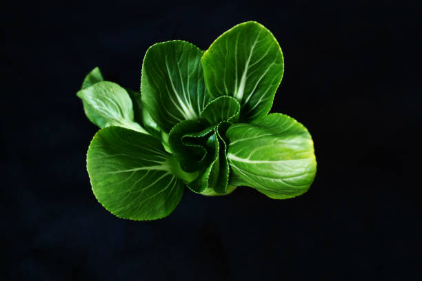 bok choy or Chinese cabbage, has many health benefits, is an excellent source of vitamin K, vitamin C, vitamin A