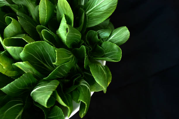 bok choy  or Chinese cabbage, has may health benefits  is an excellent source of vitamin K, vitamin C, vitamin A
