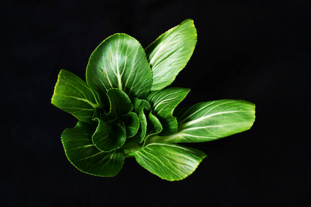 bok choy or Chinese cabbage, has many health benefits, is an excellent source of vitamin K, vitamin C, vitamin A