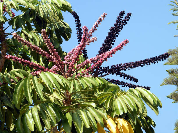 istock Neve Monosson Schefflera actinophylla 2010 812034884