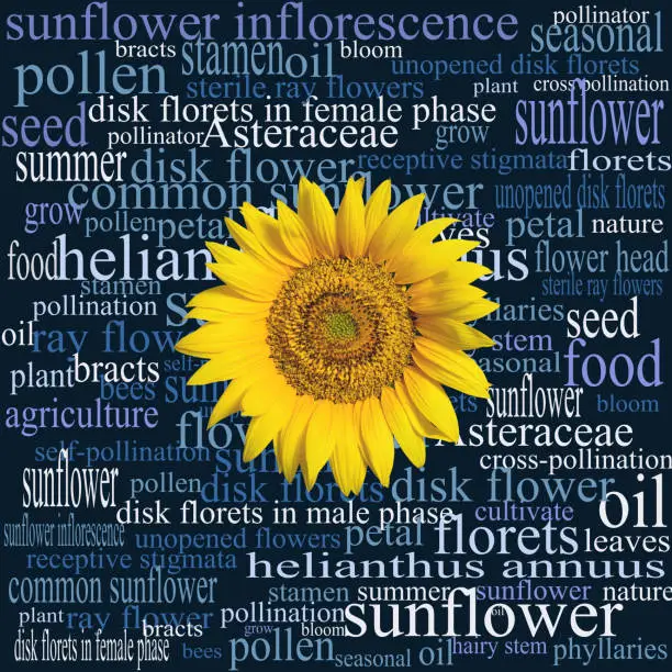 Sunflower head on a word cloud full of botanical terms, expressions, and syntagmas relating to that particular part of a sunflower plant, and to the common sunflower in general.