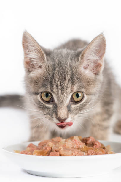 bonito tabby gatinho comendo comida de uma tigela sobre fundo branco - domestic cat gray kitten paw - fotografias e filmes do acervo