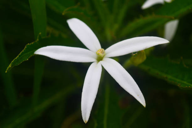 istock White Philippine Wild Flower 812049682