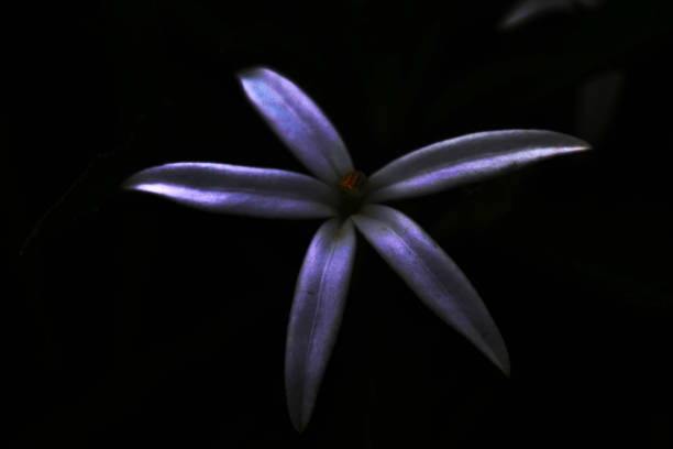 White Flower in the Dark