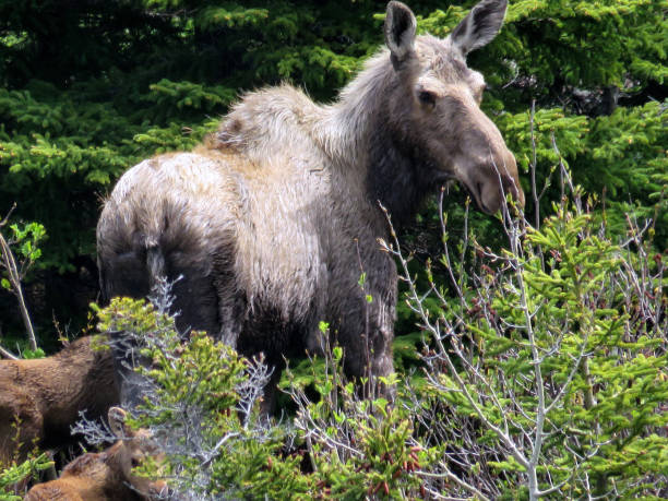 istock Newfoundland elk with calfs 2016 812052398