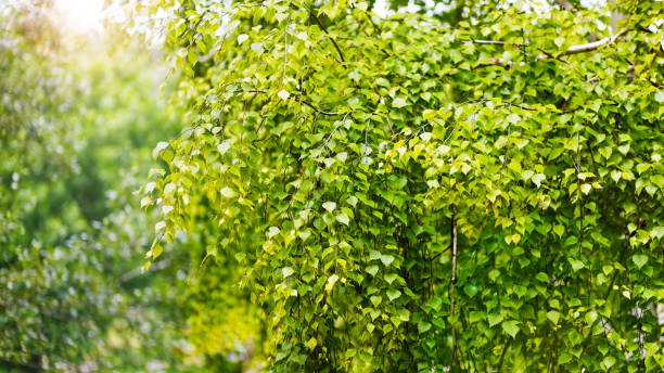 istock Nature green leaf plant and foliage background 812057508