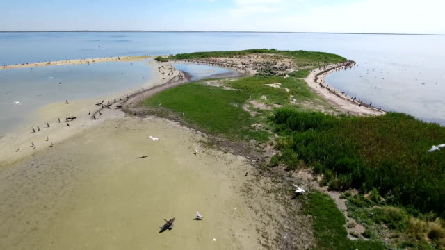 Aerial shot of a sand spit of Dzharylhach island and numerous flying cormorants