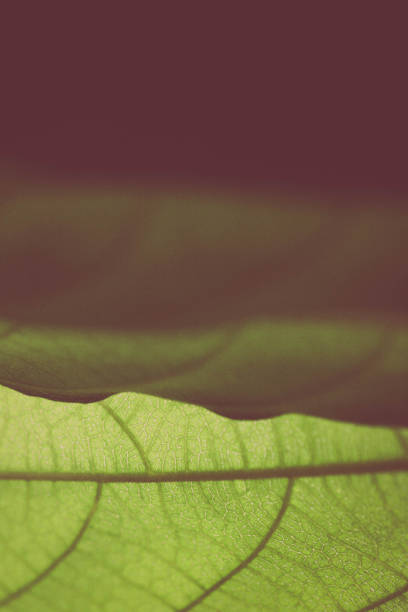 istock Close-up of a green leaf with blurred background 812068962