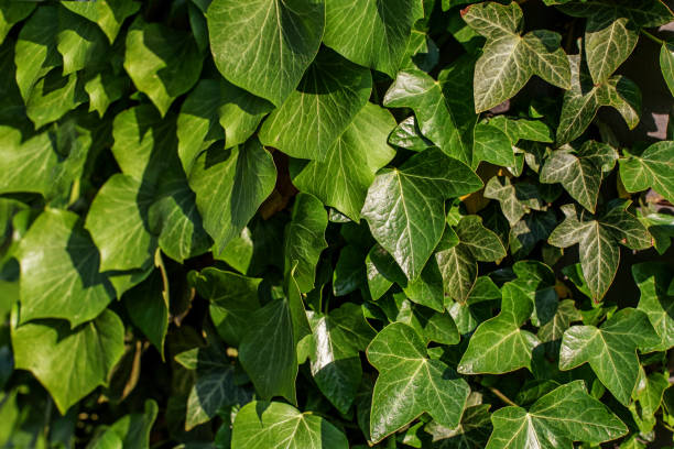 istock Background of ivy leaves. Sunlight. Concept background and texture. 812078080