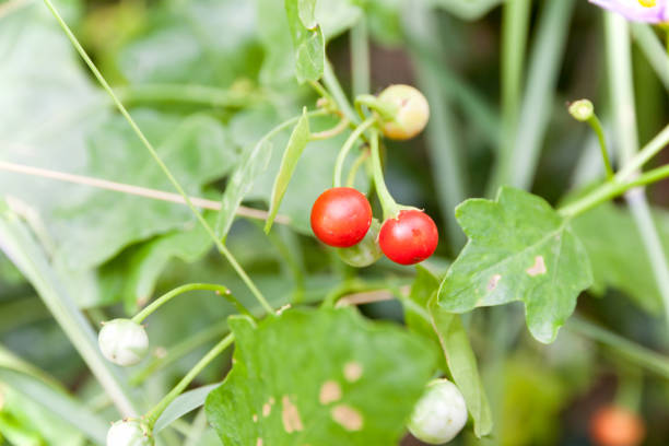 istock Solanum indicum Herb Trees and fruits 812080622