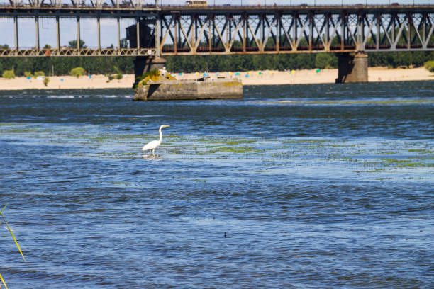 Little egret or white heron (Egretta garzetta) on the river Dnieper