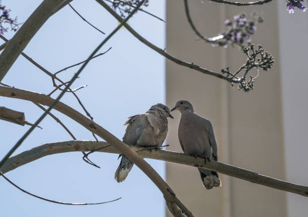 Two turtledoves standing on branch of tree