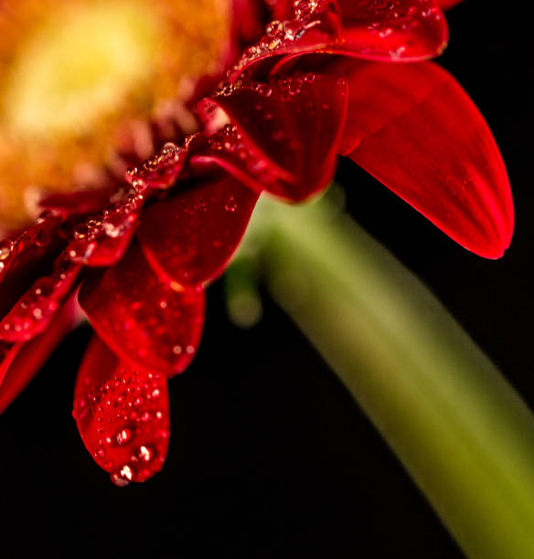 istock Macro of a Flower 812086220