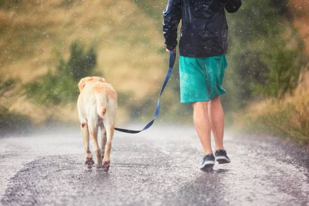 istock Man with dog in heavy rain 812090746