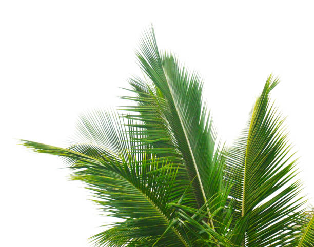 istock Leaves of coconut tree isolated 812093386