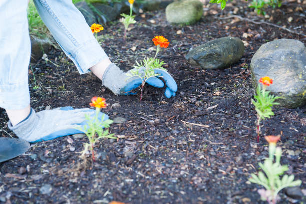 istock Woman Planting Flowers 812096874