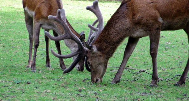 istock Two Deer With Horns Eating Grass On The Field Scenery 812099726