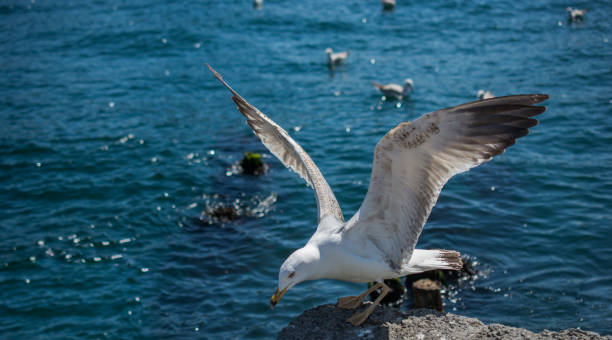 istock Single seagull is found on the shore of the sea 812104220
