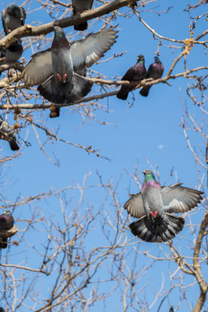 istock Pigeons sitting on the tree branch 812104776