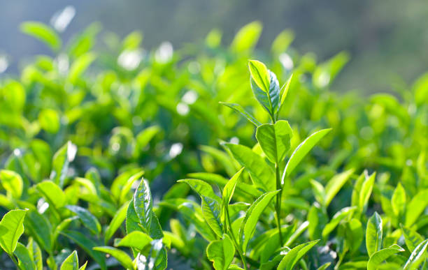 istock Fresh leaves of green tea 812107016