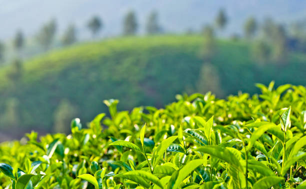 istock Fresh leaves of green tea 812107126