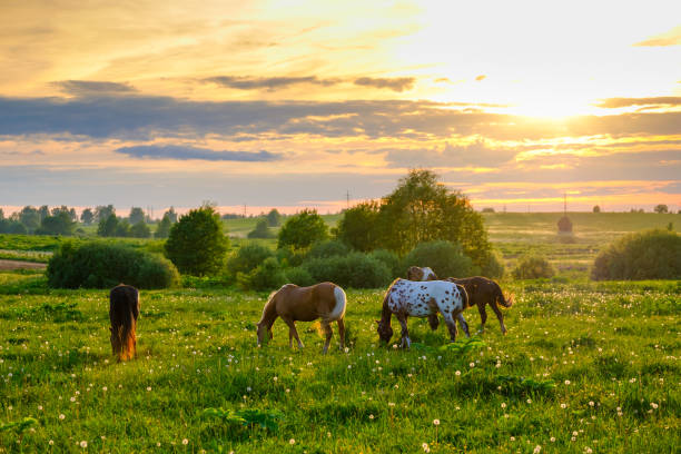 istock Horses grazing in the meadow at sunset 812107252