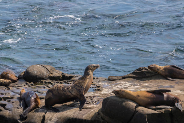istock La Jolla Cove Seals and Sea Lions 812107772